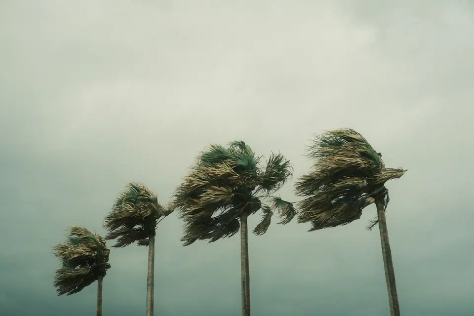Palm trees bending in a South Florida storm